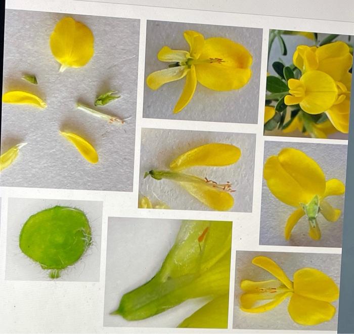 Solved Determine the floral formula, the family of the