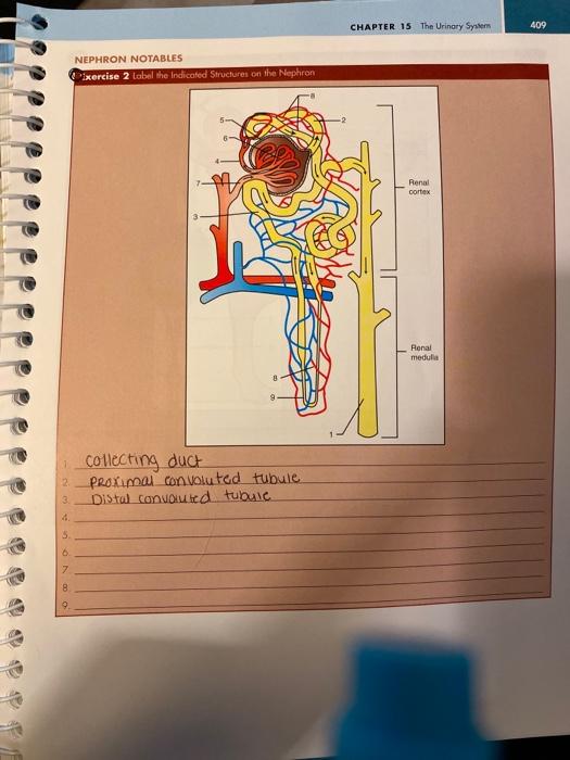 solved-chapter-15-the-urinary-system-409-nephron-notables-chegg