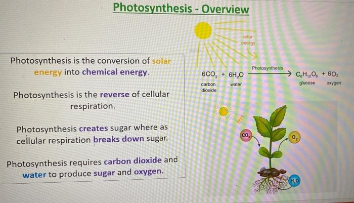 solved-4-at-the-end-of-the-photosynthesis-lab-did-you-chegg