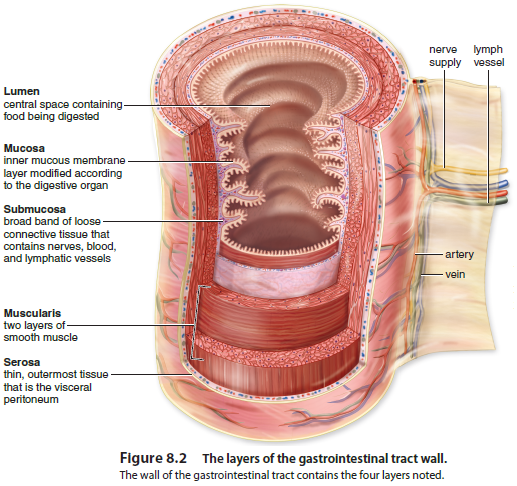 Solved: Considering that the GI tract consists of layers of mus ...