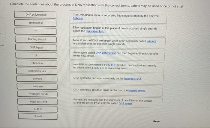 What Is The Process Of Dna Replication Quizlet