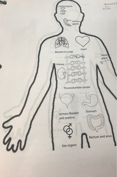 Solved Directions for ANS Posters Draw the neural pathways | Chegg.com