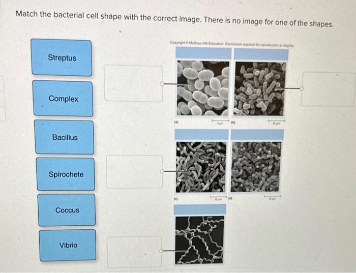 Match the bacterial cell shape with the correct image. There is no image for one of the shapes.