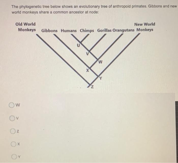 Solved Review The Phylogenetic Tree Shown. A Specialized | Chegg.com