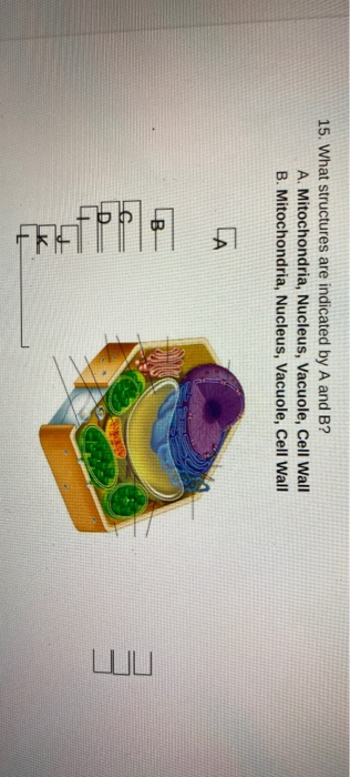 Solved 15. What structures are indicated by A and B? A. | Chegg.com