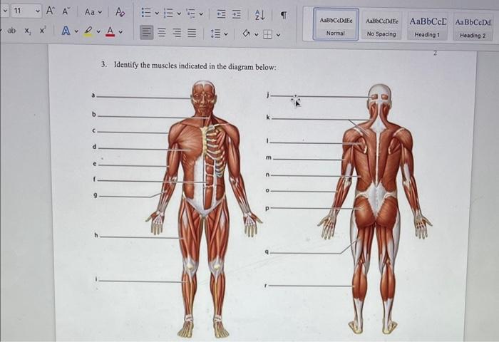 Solved 3. Identify the muscles indicated in the diagram | Chegg.com