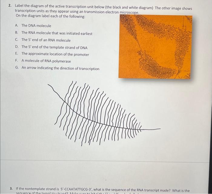 2. Label the diagram of the active transcription unit below (the black and white diagram) The other image shows transcription