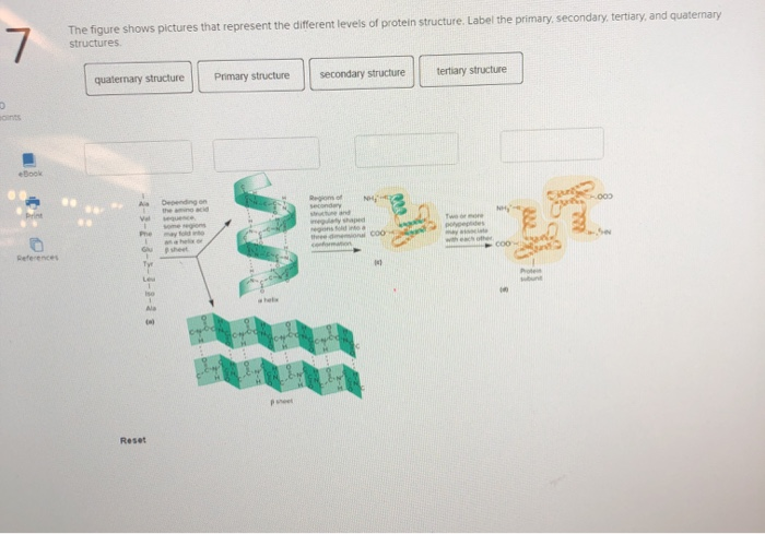 download primary structure of protein for free