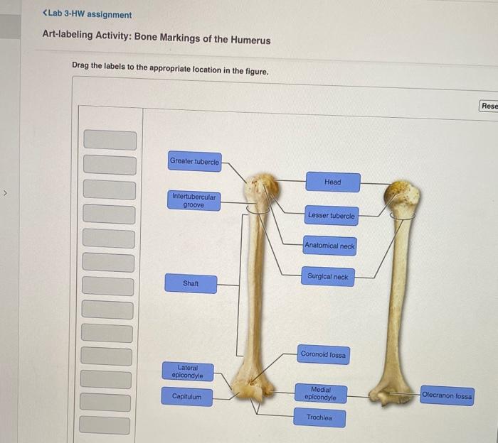 Humerus Bone Markings - Upper Portion Diagram