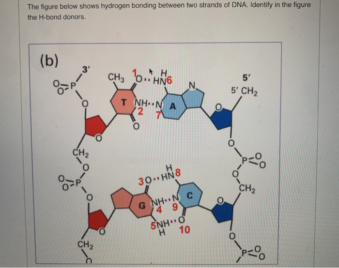 hydrogen bonding in dna