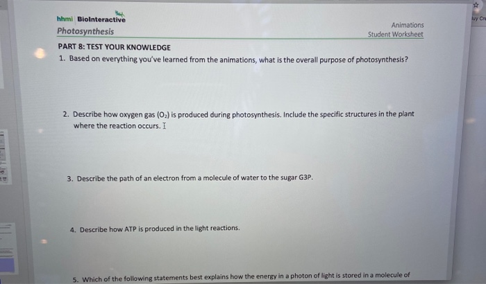 Solved Luy Che Animations Student Worksheet Hhmi Chegg