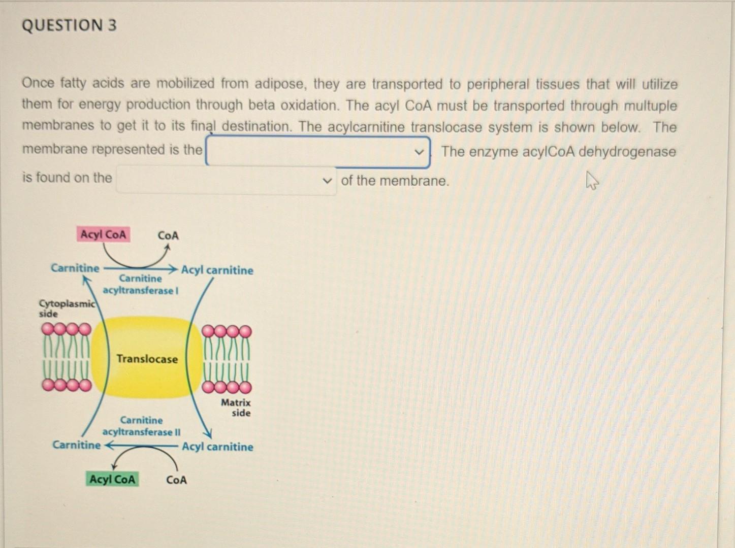 Solved Once fatty acids are mobilized from adipose, they are