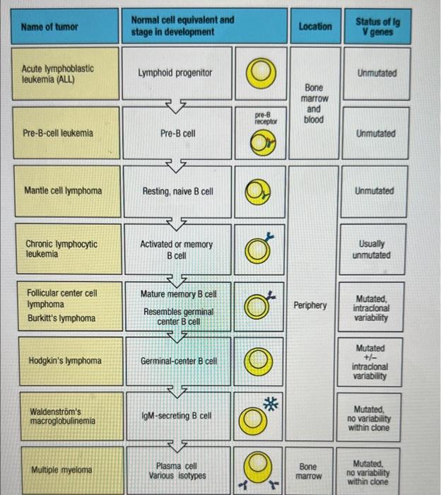 Solved Use The Chart To Determine Which B-cell Tumors Fit | Chegg.com