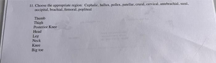 11. Choose the appropriate region: Cephalic, hallux, pollex, patellar, crural, cervical, antebrachial, sural, occipital, brac