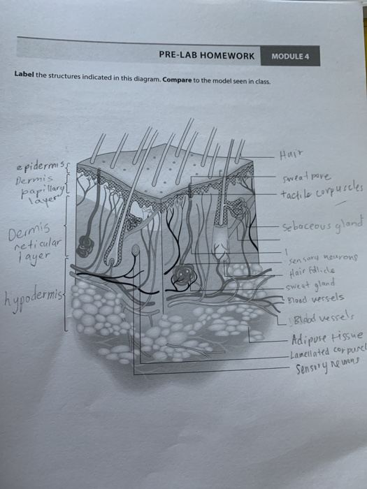 Solved PRE-LAB HOMEWORK MODULE 4 Label the structures | Chegg.com