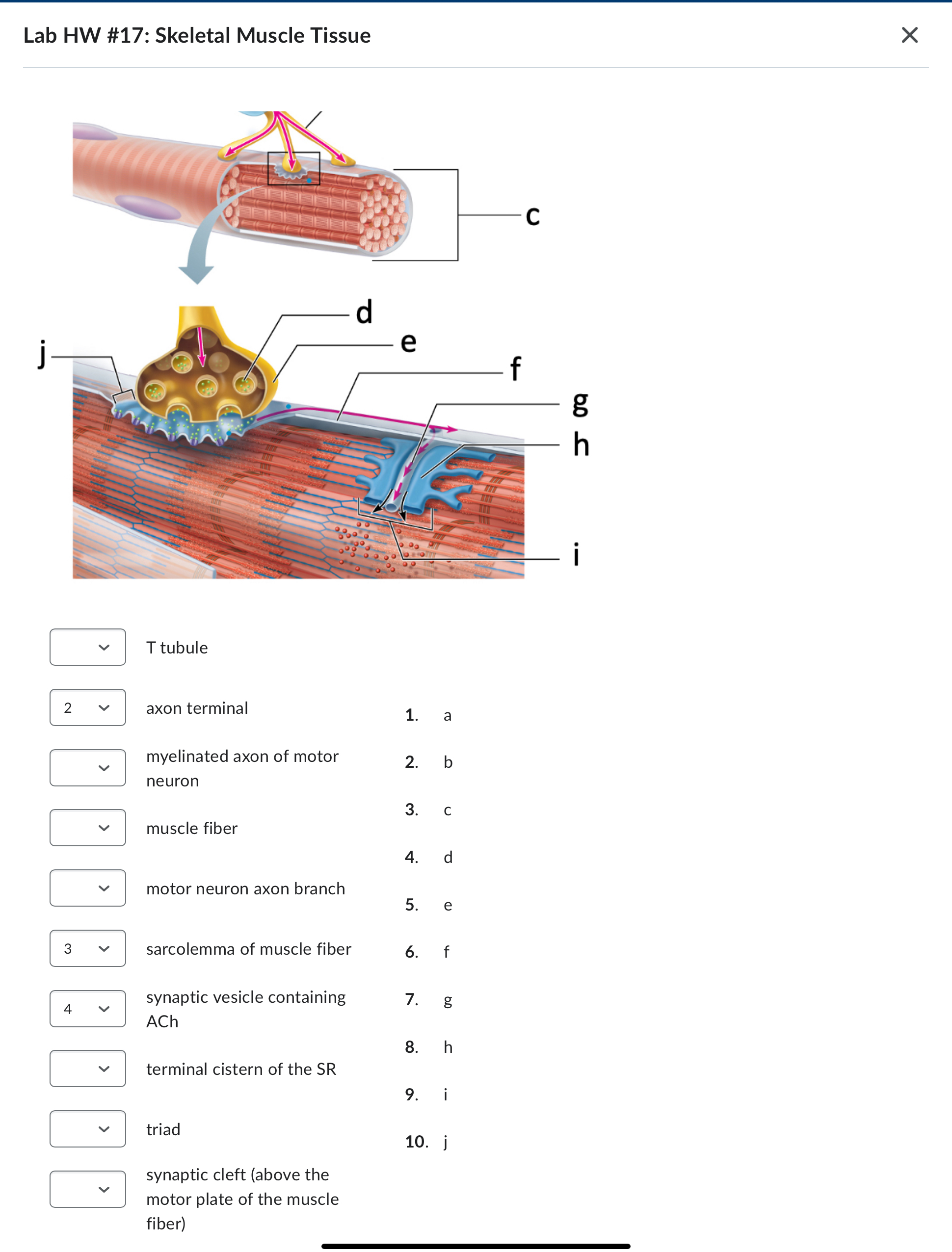 Solved Lab HW #17: Skeletal Muscle TissueT tubuleaxon | Chegg.com