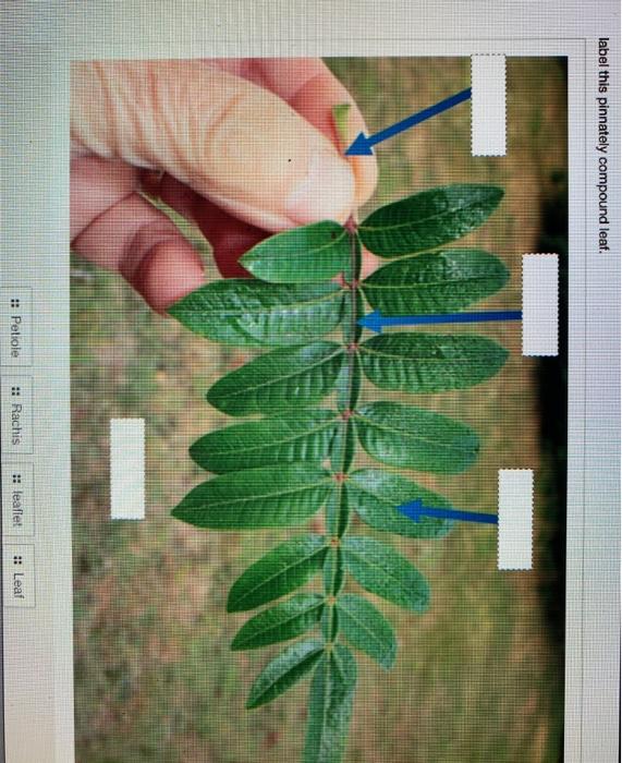 Solved label this pinnately compound leaf :: Petiole :: | Chegg.com