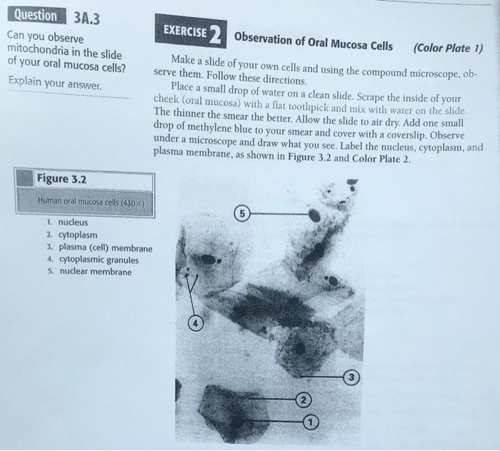 Solved Question 3A.3 Can you observe mitochondria in the | Chegg.com