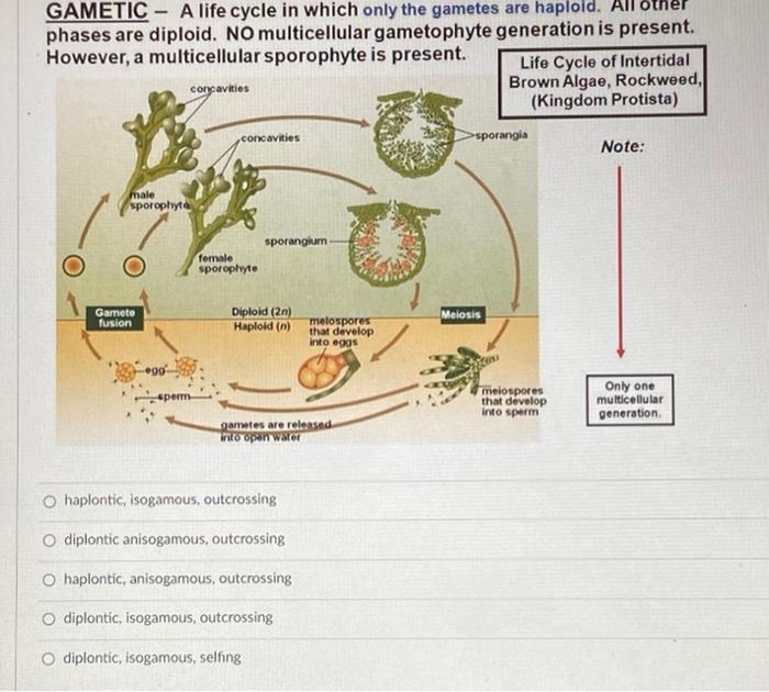 Solved GAMETIC - A life cycle in which only the gametes are Biology Diagrams