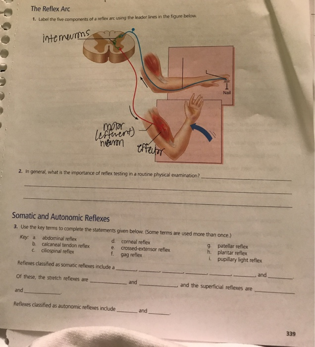 Solved The Reflex Arc 1 Label The Five Components Of A Chegg Com