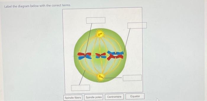 Solved Labet the diagram below with the correct | Chegg.com