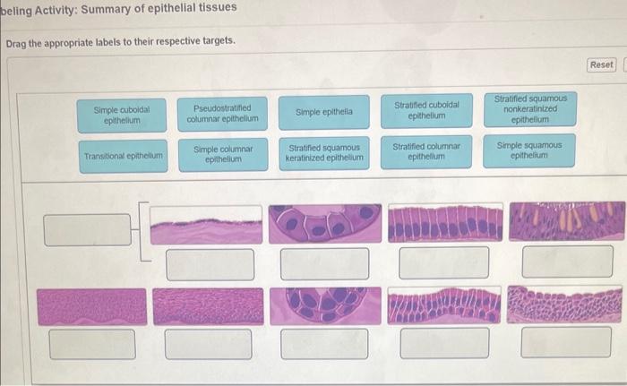 Solved beling Activity: Summary of epithelial tissues Drag | Chegg.com