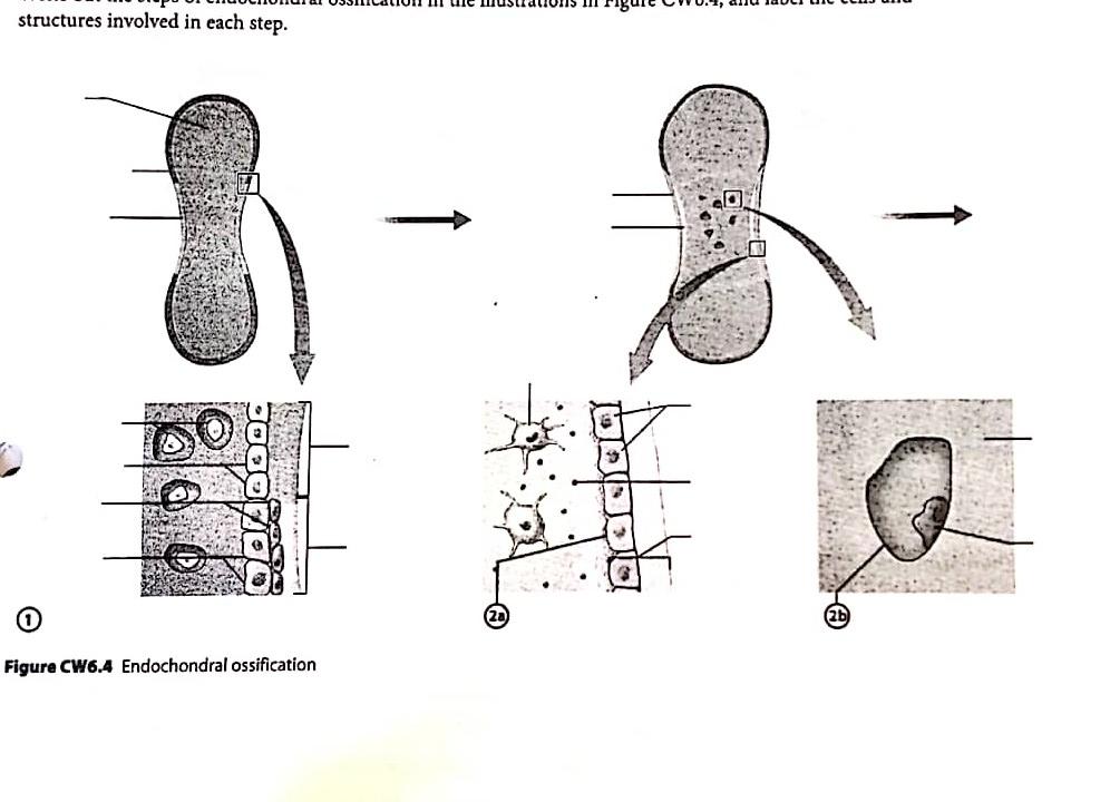 Solved write out the steps of endochondral ossification in | Chegg.com