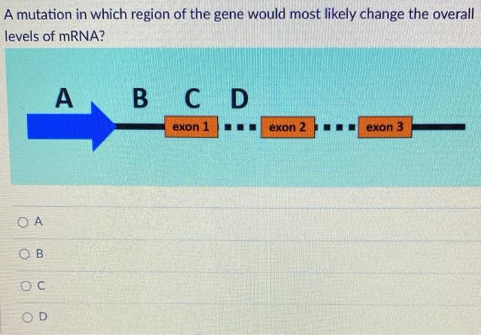 Solved A mutation in which region of the gene would most | Chegg.com