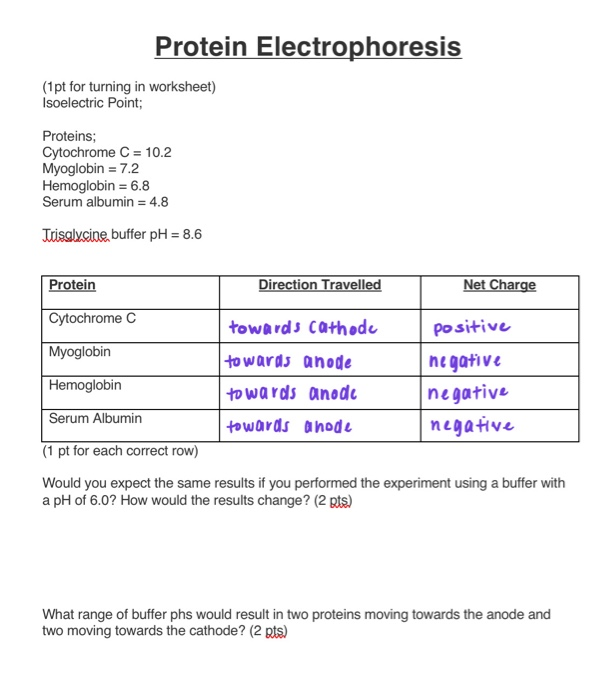 Solved Protein Electrophoresis (1 pt for turning in
