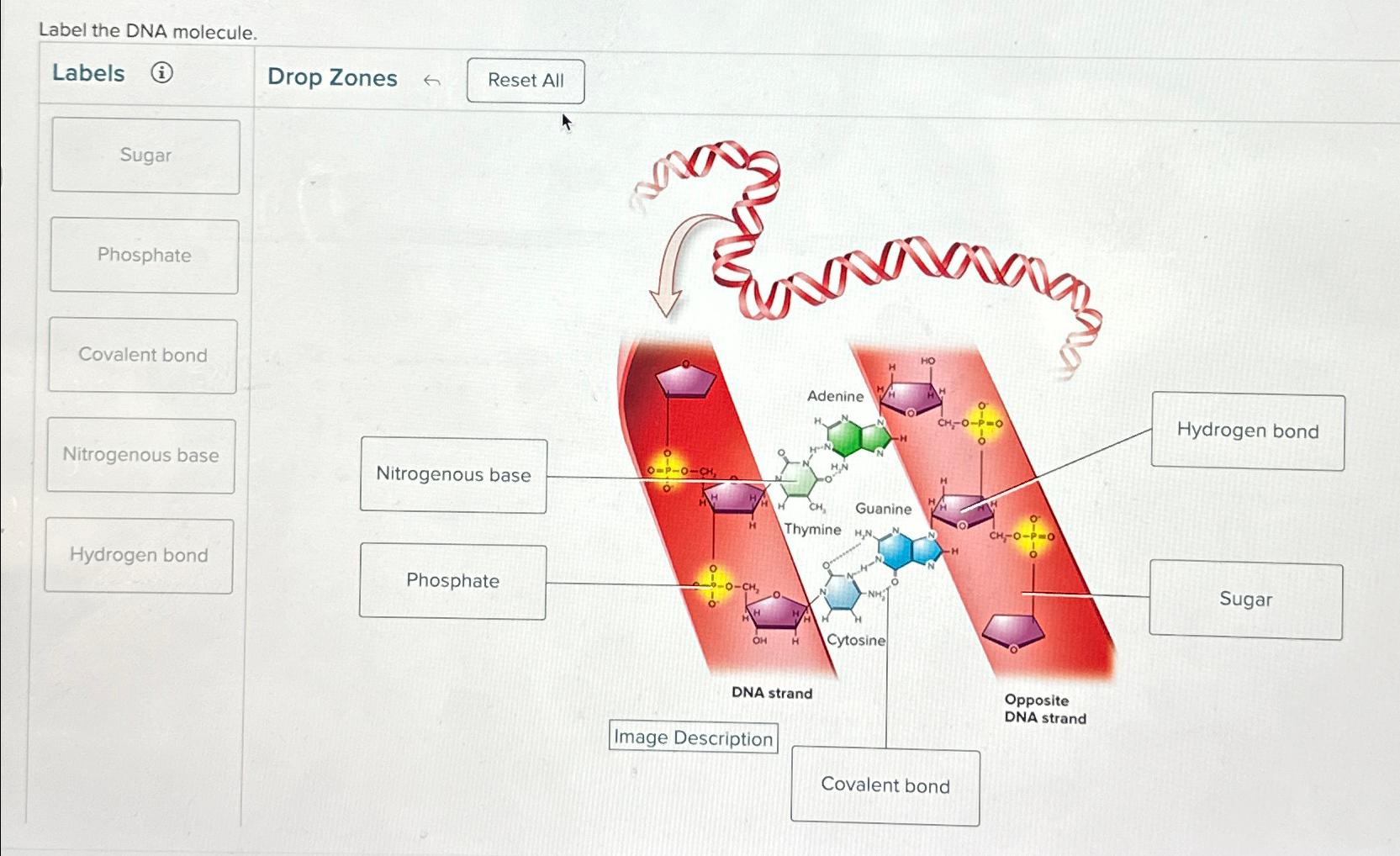 Solved Label the DNA molecule.Labels(i)Drop ZonesNitrogenous | Chegg.com