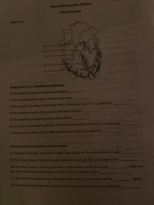 Solved The Cardiovascular System Short Answer Figure 11.1 | Chegg.com