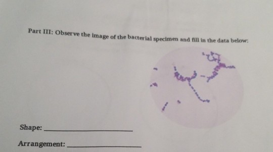 Solved Part III: Observe The Image Of The Bacterial Specimen | Chegg.com