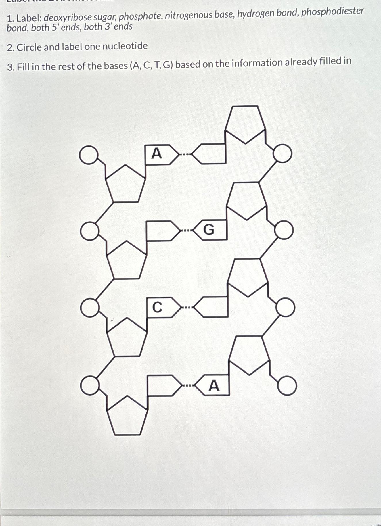 Solved Label: deoxyribose sugar, phosphate, nitrogenous | Chegg.com