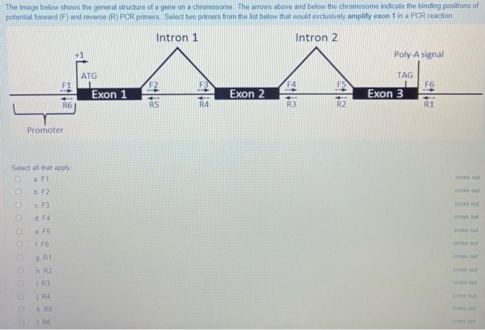 Solved The image below shows the general structure of a gene | Chegg.com