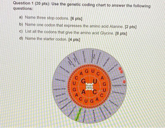 Solved Question 1 (20 pts): Use the genetic coding chart to | Chegg.com