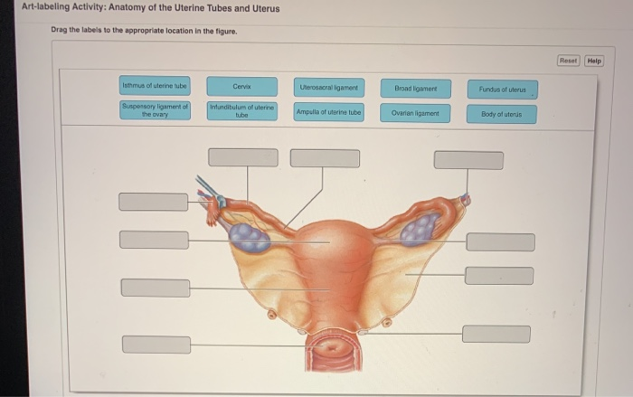 Solved Art Labeling Activity Anatomy Of The Uterine Tubes 