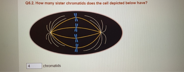 Solved: Q6.2. How Many Sister Chromatids Does The Cell Dep... | Chegg.com