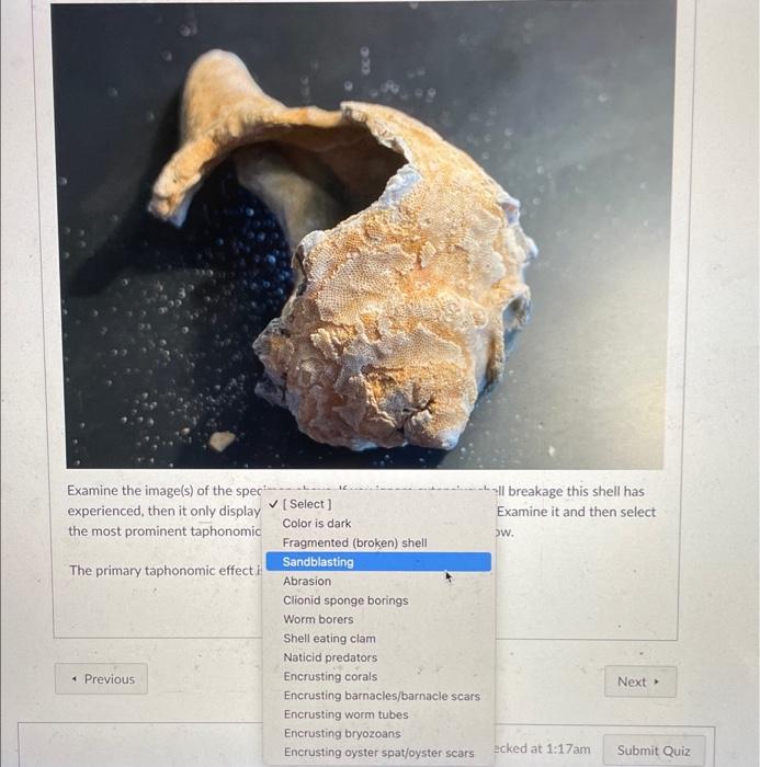 Solved Examine the image(s) of the specimen above. If you | Chegg.com