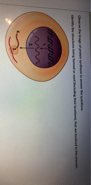 Solved Observe the image of protein synthesis to answer the | Chegg.com