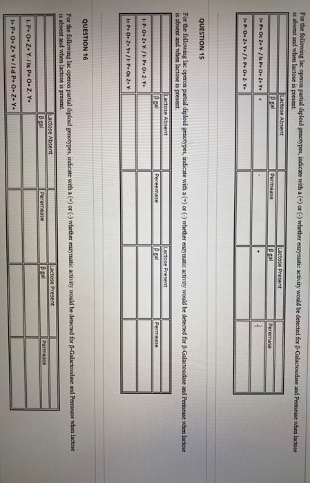Solved For the following lac operon partial diploid | Chegg.com