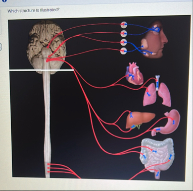 Solved Which structure is flustrated?Multiple | Chegg.com