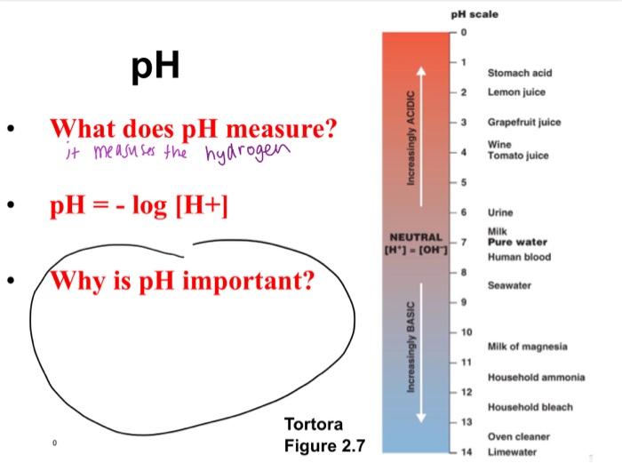 What does pH measure?
it measuses the hydrogen