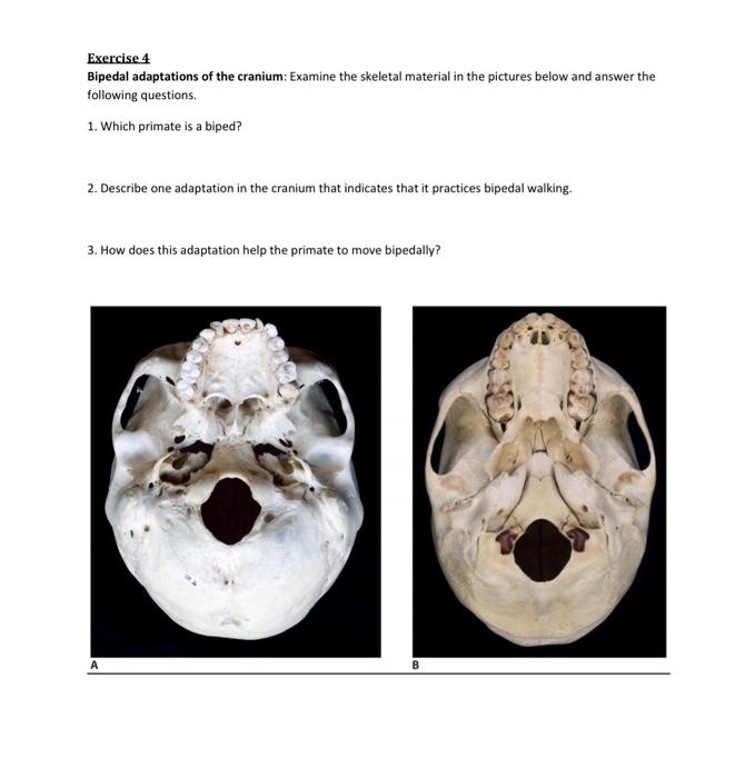 Solved Exercise 6 Bipedal adaptations of the pelvis: Examine | Chegg.com