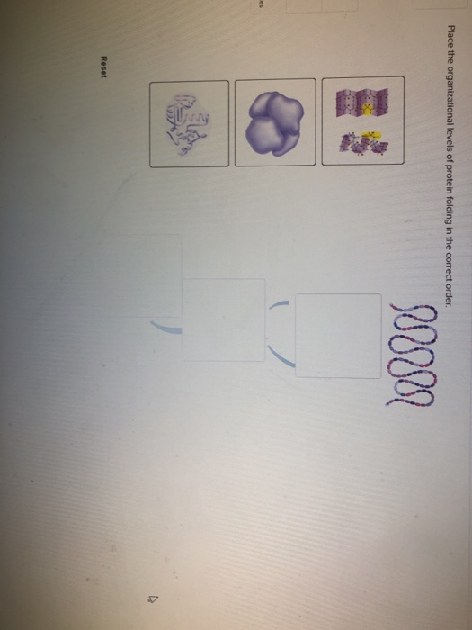 Solved Place the organizational levels of protein folding in