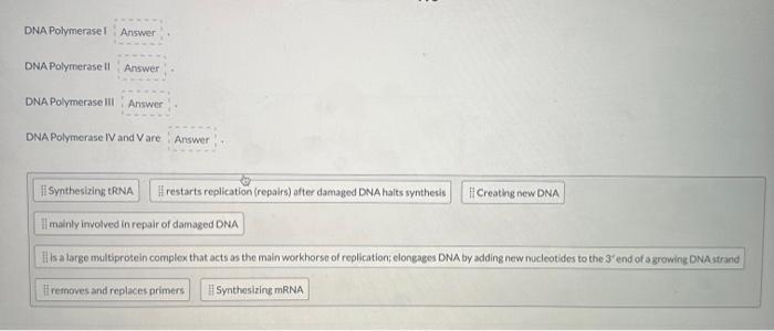 Solved DNA Polymerase II DNA Polymerase III | Chegg.com