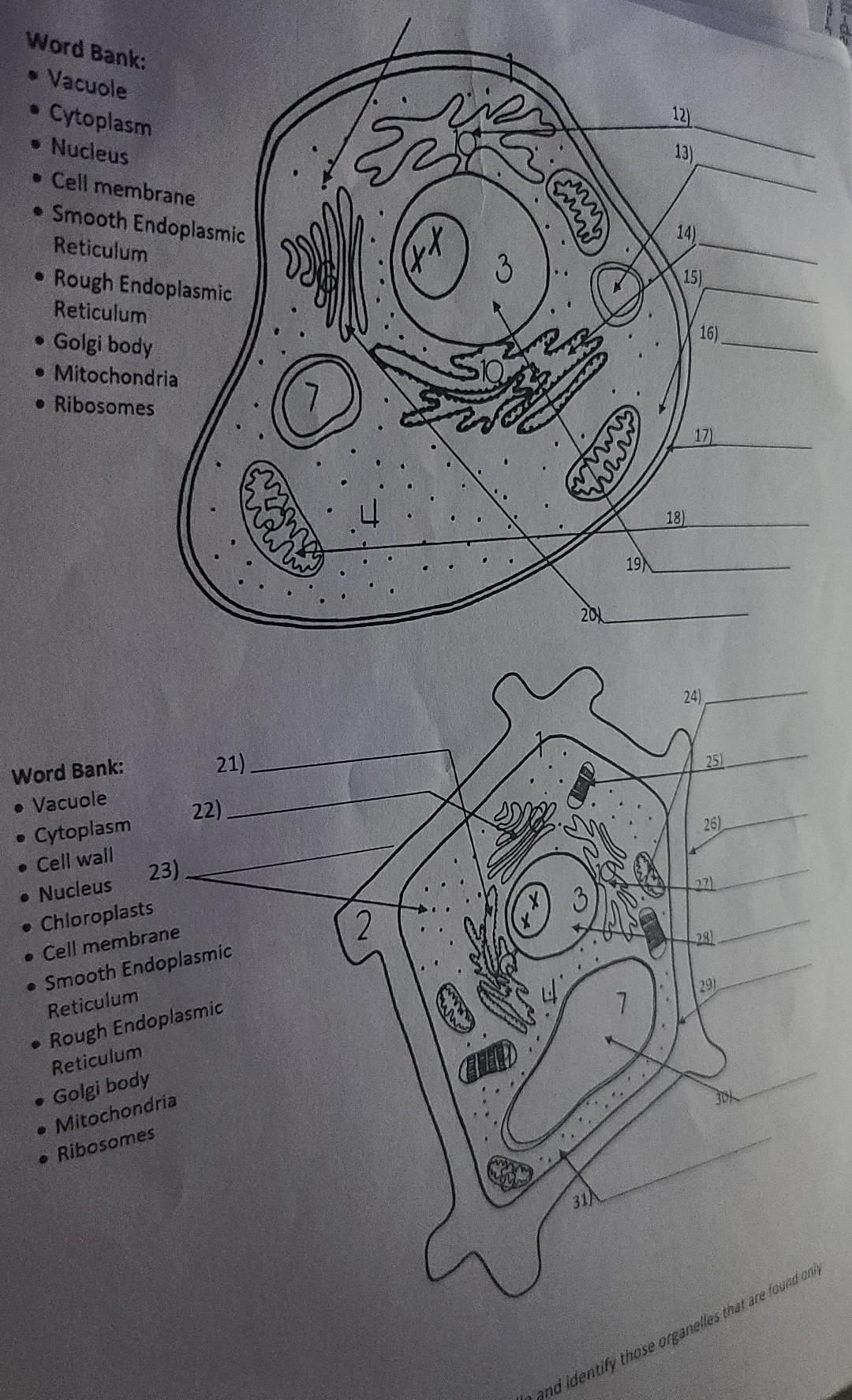 Solved 12) Word Bank: • Vacuole Cytoplasm • Nucleus • Cell | Chegg.com