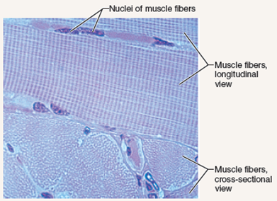 Skeletal Muscle Tissue Labeled Sarcolemma - Jae Mondo