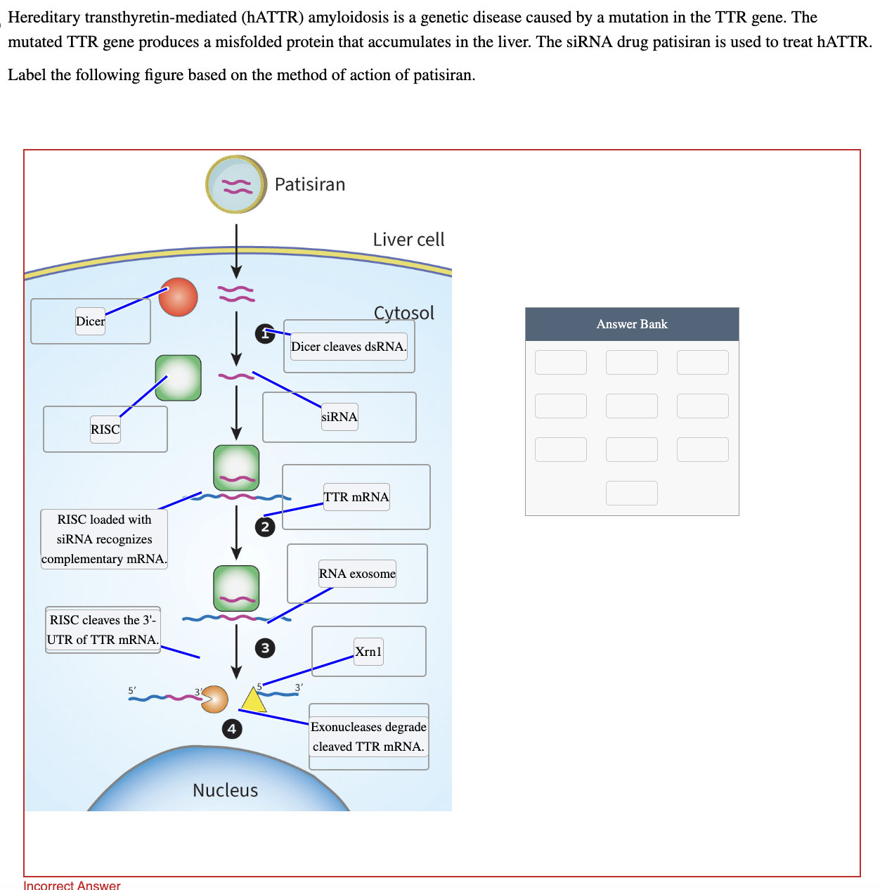 Hattr Solved Hereditary transthyretin-mediated (hATTR) | Chegg.com