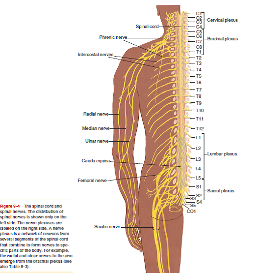 solved-where-does-the-spinal-cord-end-why-is-this-important-c