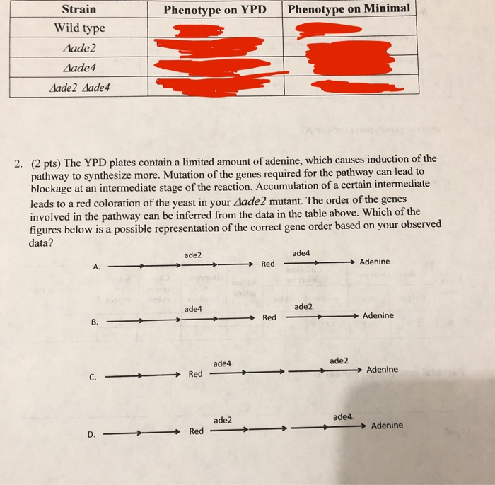 Solved Strain Phenotype on YPD Phenotype on Minimal Wild